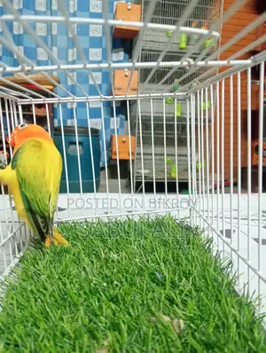Love Bird