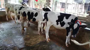 ১০৮০নং উন্নত জাতের ৫টি বকনা কিনুন নিঃসন্ধেহে।