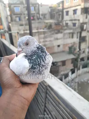 সবুজ গলা নর কবুতর