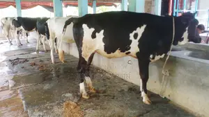 ১০৩০ নং ৫টি বকনা কিনুন এক লটে ।