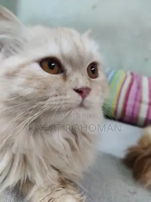 Pure Persian Breed Cat