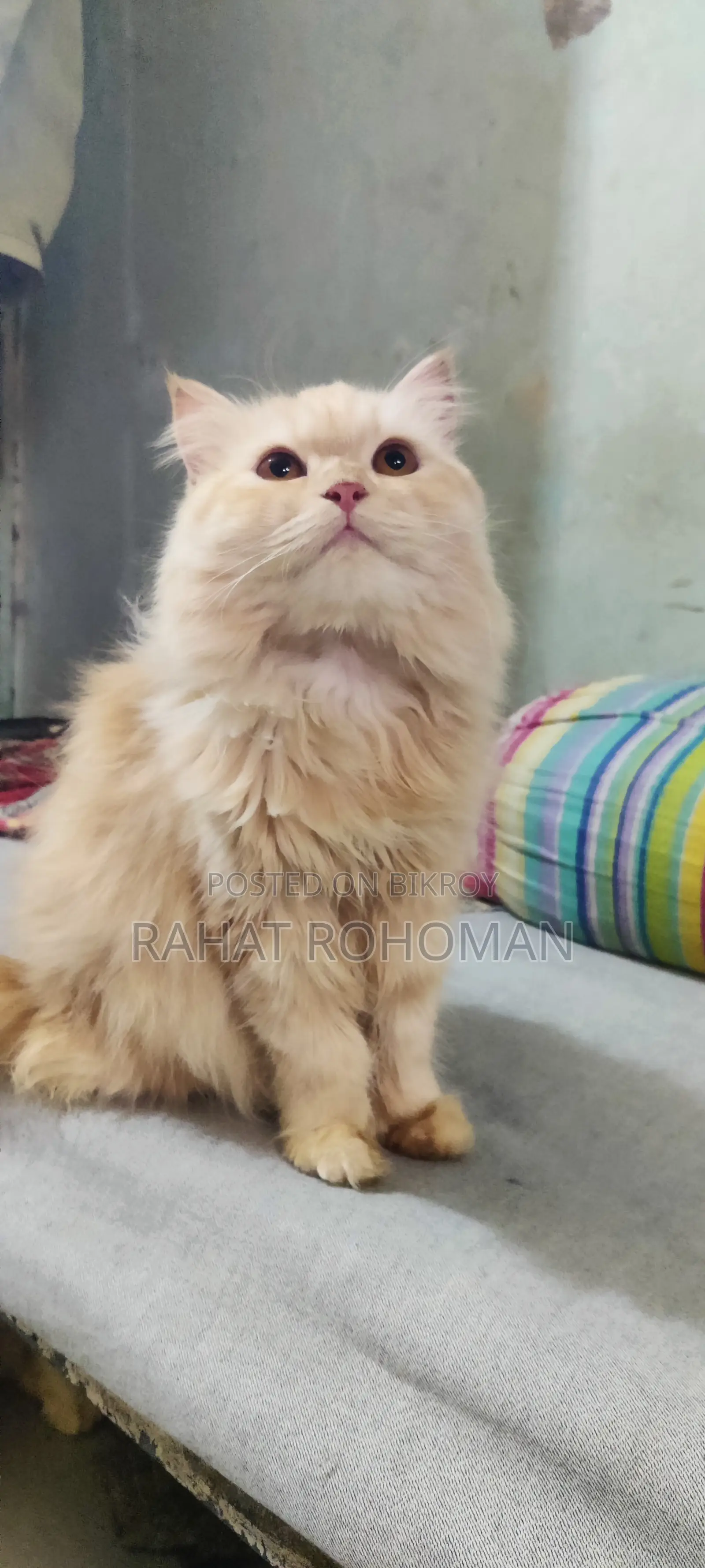 Pure Persian Breed Cat