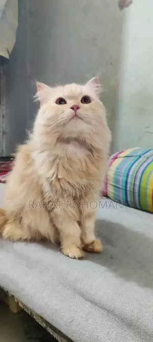 Pure Persian Breed Cat