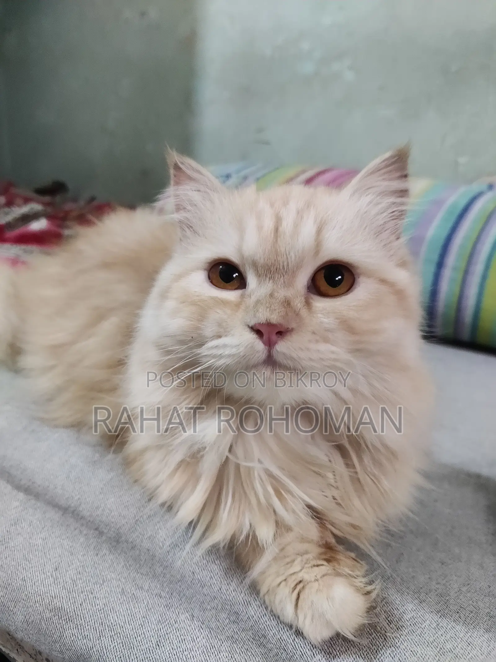 Pure Persian Breed Cat
