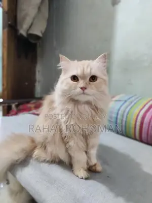 Pure Persian Breed Cat