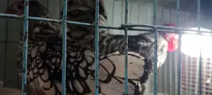 তিন জোড়া রানিং সিপরাইট মুরগি হাত বদল করতে চাই