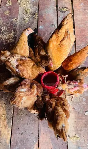 টাইগার মুরগি