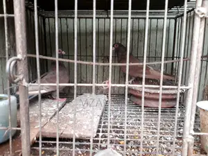 লাল শর্টফেস দুটি নর