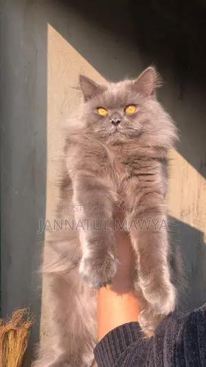 Persian Cat