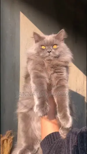 Persian Cat