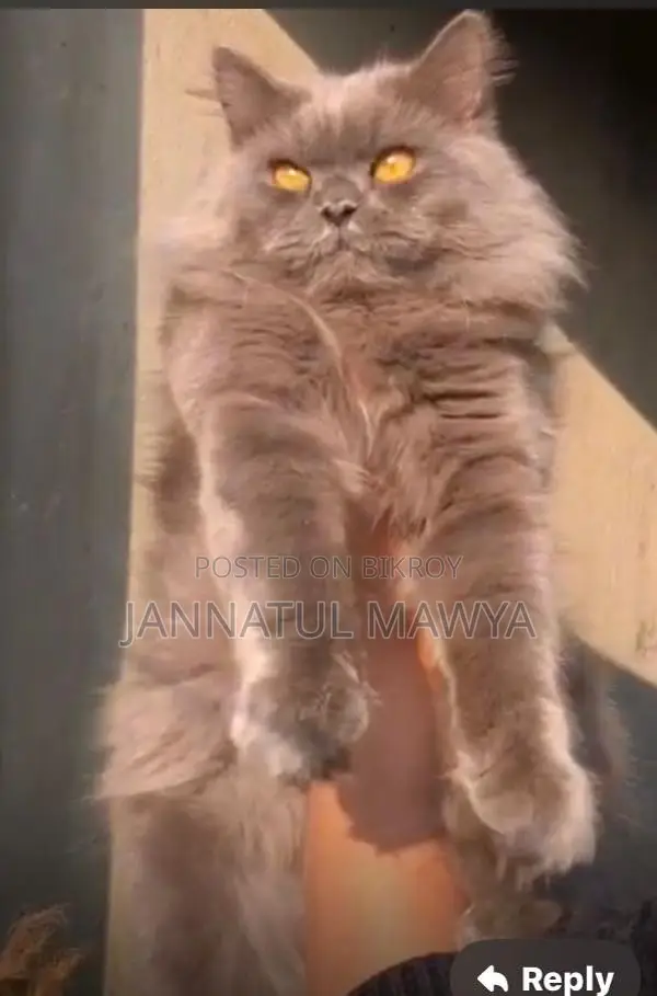 Persian Cat