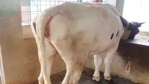 ১০৮৩ নং বকনা কিনুন পোষার জন্য ভালো হবে ।