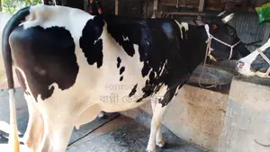 ১০২৭নং ১৬ লিটার দুদের গাভী বিক্রয় হবে ।