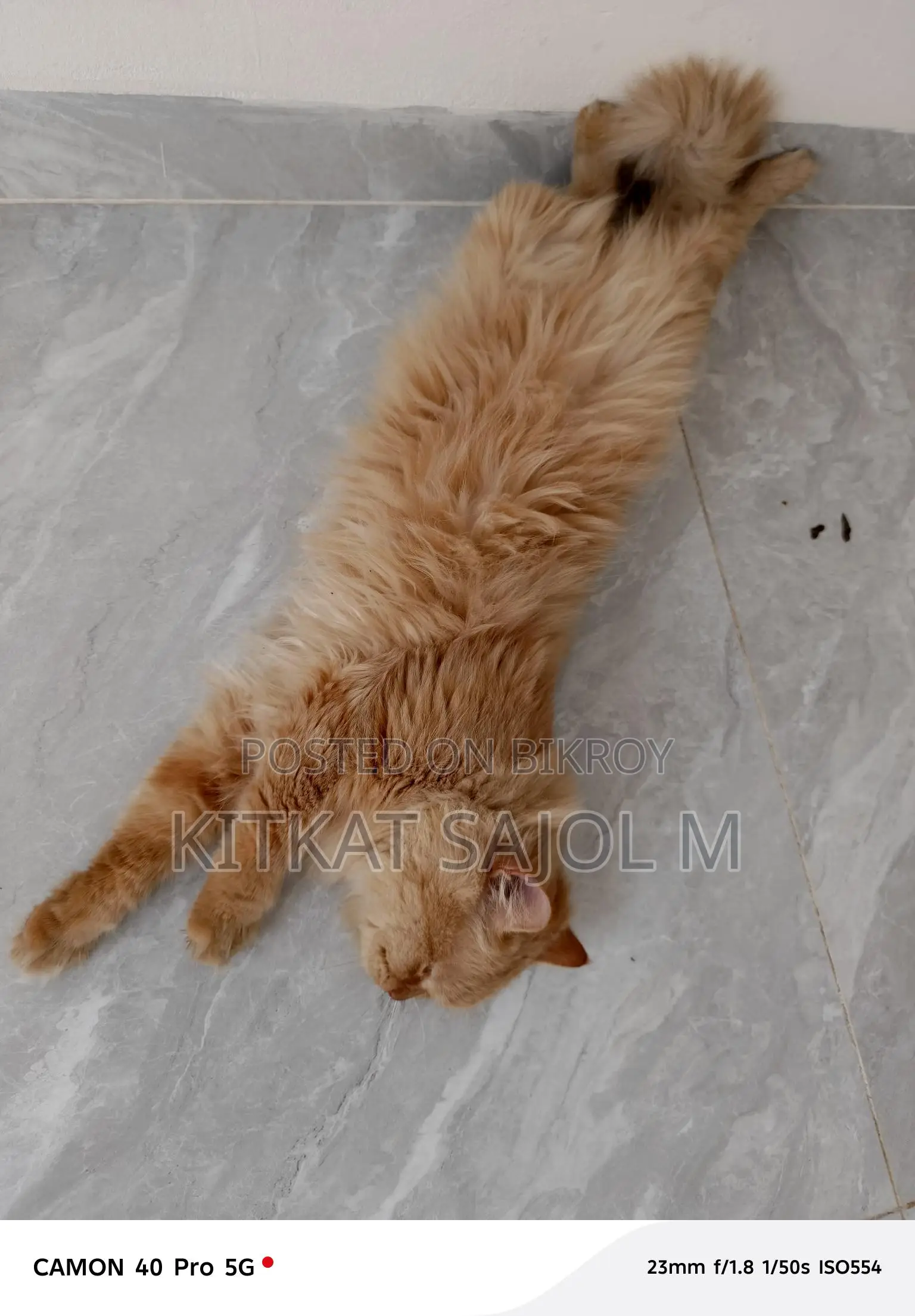 Traditional Persian Cat