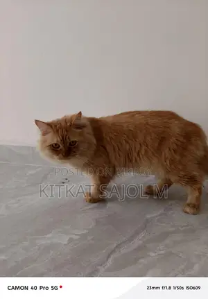 Traditional Persian Cat