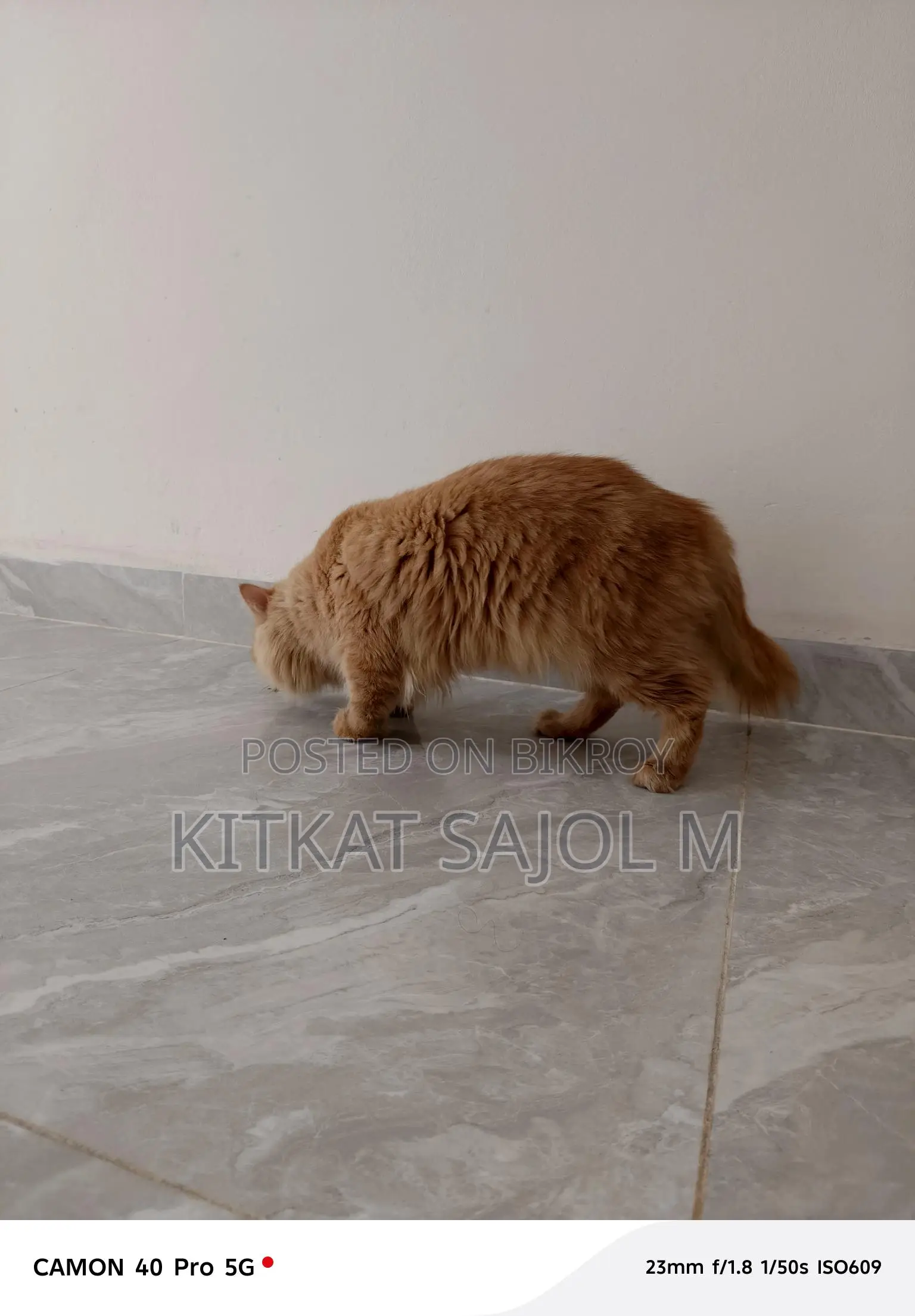 Traditional Persian Cat