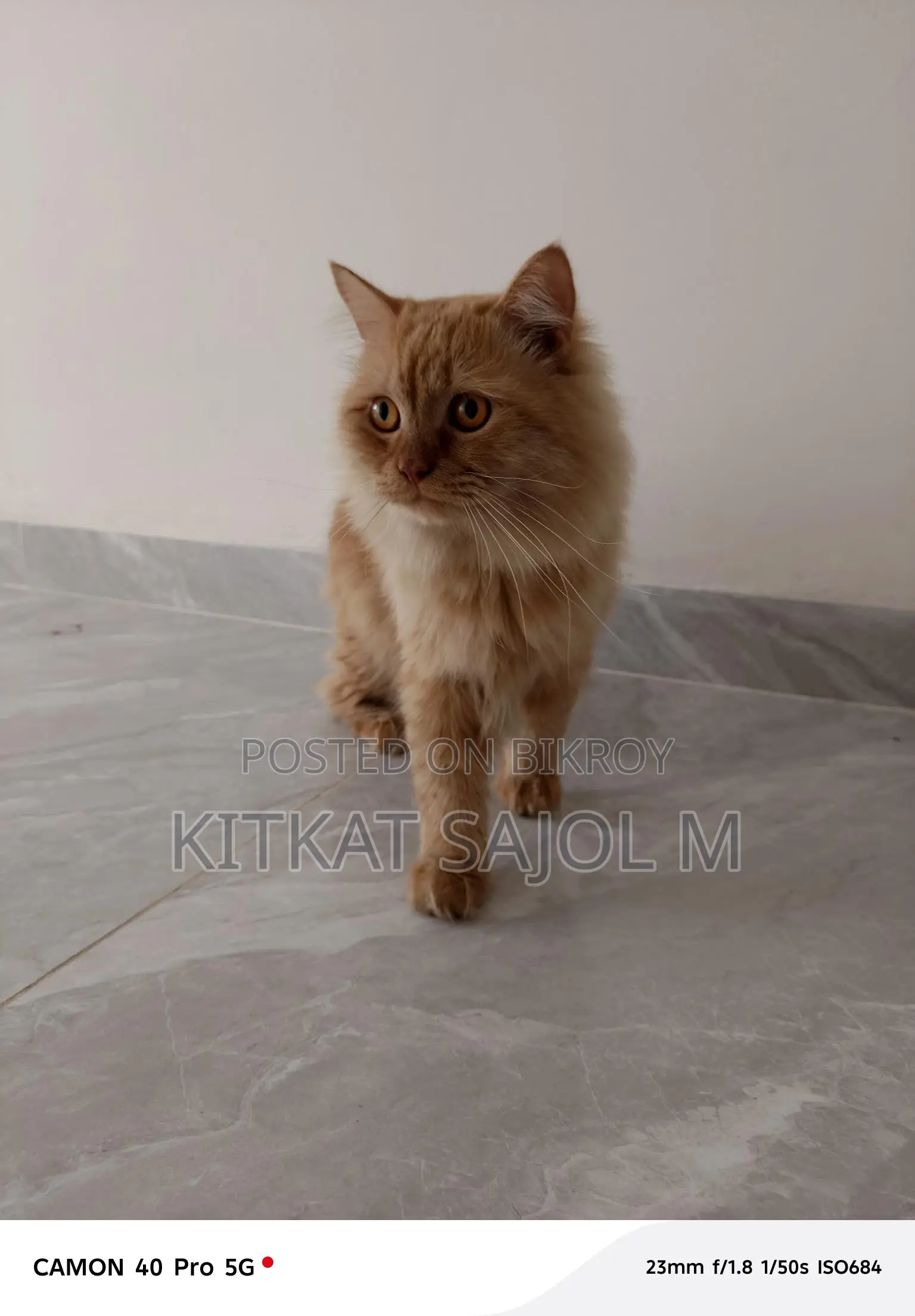 Traditional Persian Cat