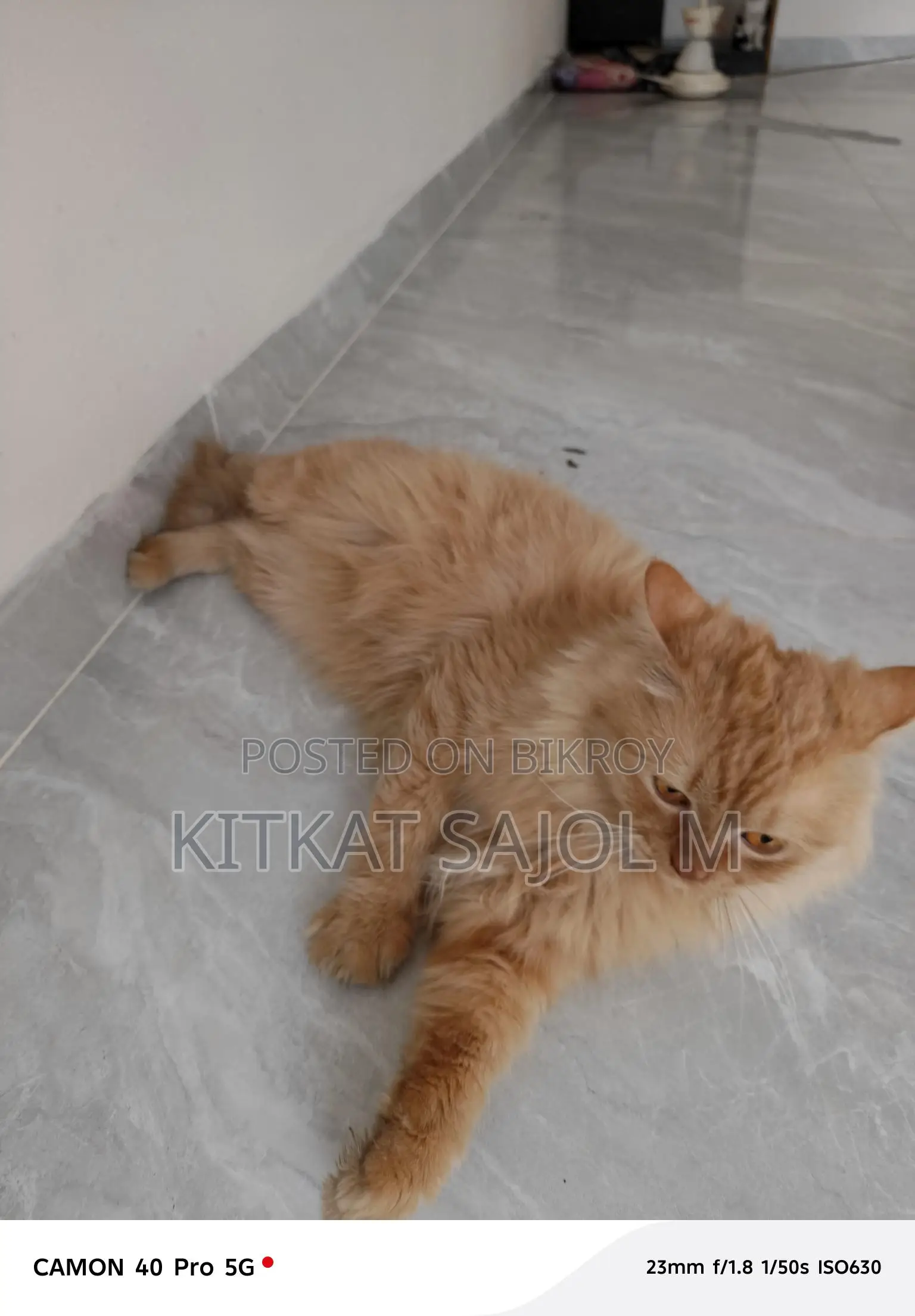 Traditional Persian Cat