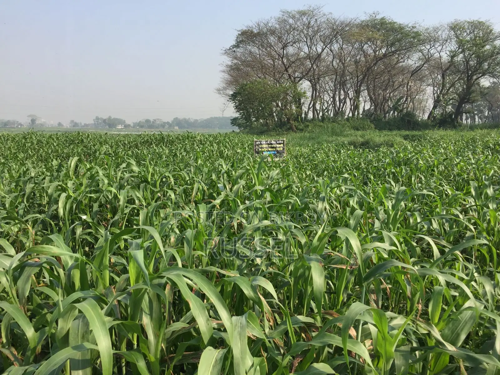জমি বিক্রয় করবো