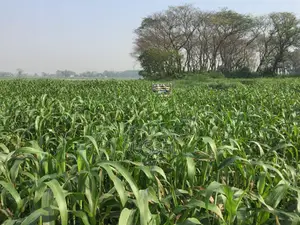জমি বিক্রয় করবো