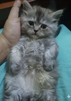 পিওর পার্সিয়ান বিড়ালছানা