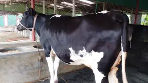 উন্নত জাতের গাভী ।(১০৭২ নং)