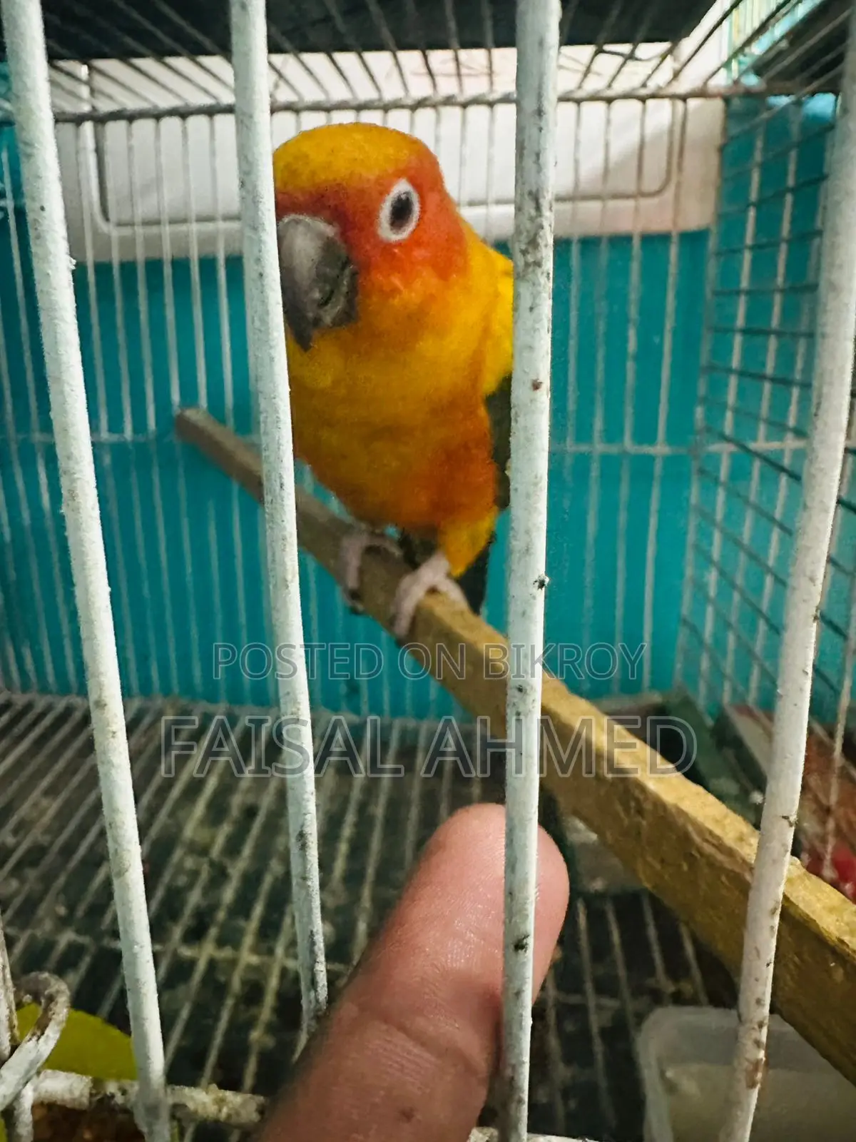 Sun Conure