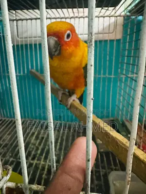 Sun Conure