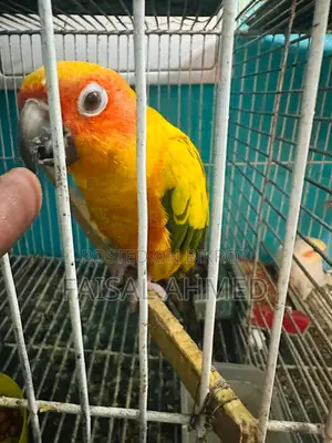 Sun Conure