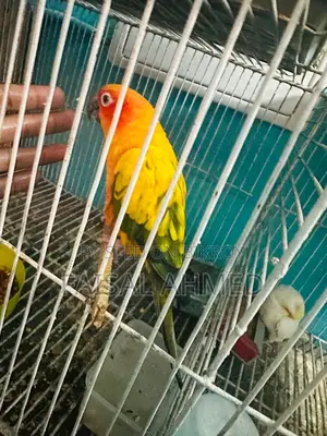 Sun Conure