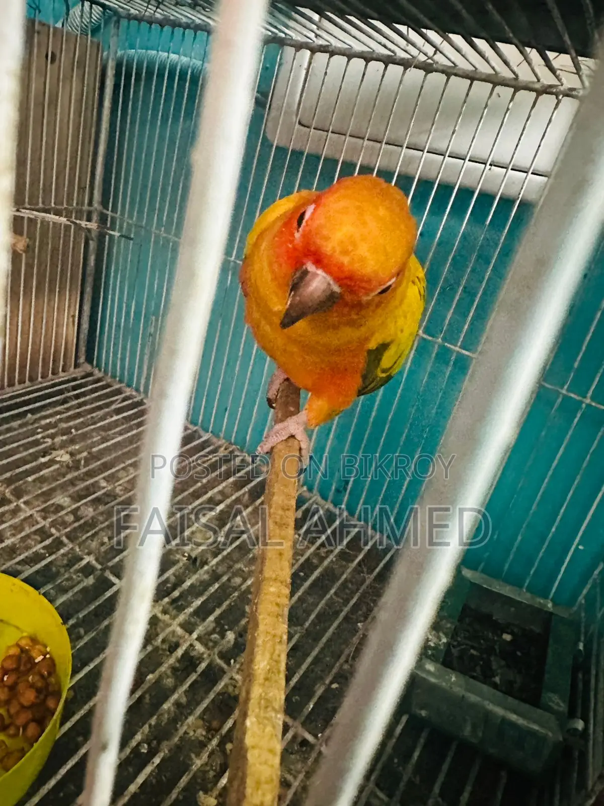 Sun Conure
