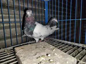 Teady Running Pair