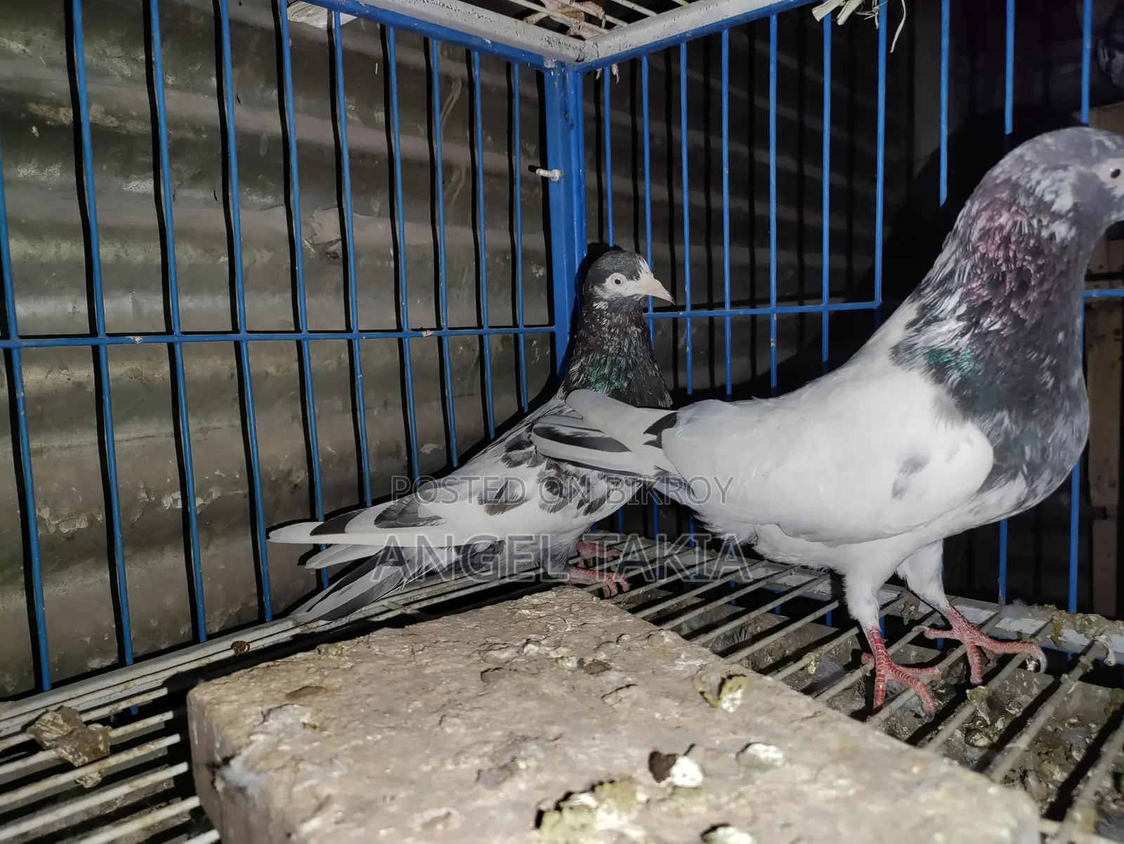 Teady Running Pair