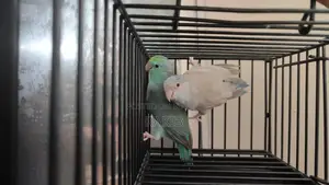 Forpus Breeding Pair