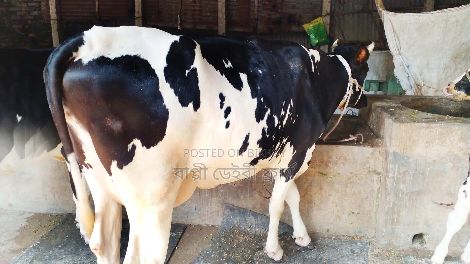 High-Quality Breed Cow (No. 1021)