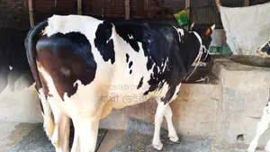High-Quality Breed Cow (No. 1021)
