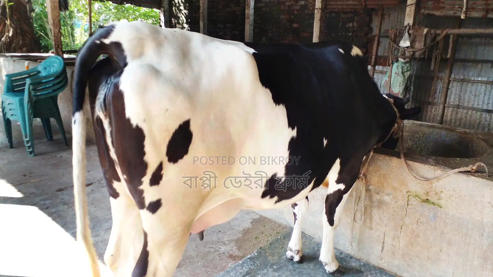 High-Quality Breed Cow (No. 1021)