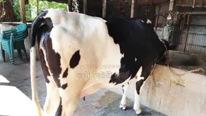 High-Quality Breed Cow (No. 1021)