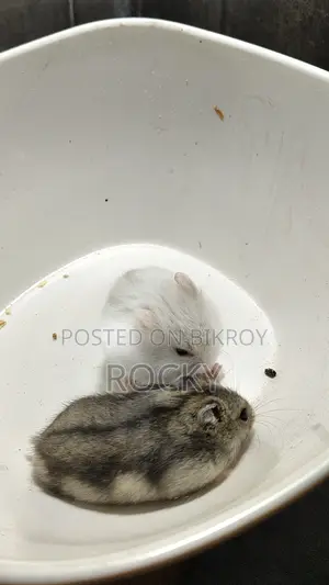 Winter White Hamster Pair