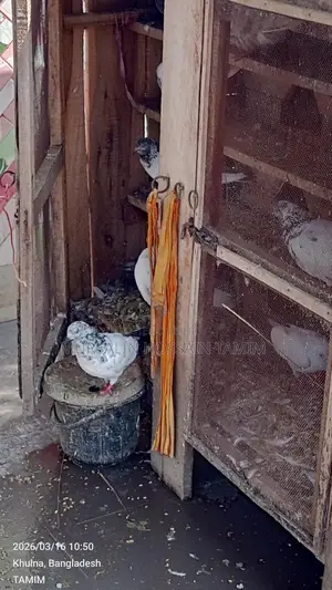 কবুতর বিক্রি হবে