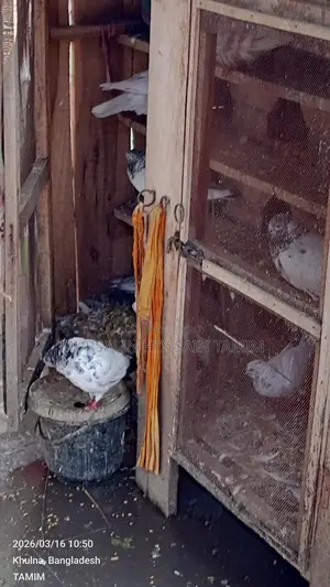 কবুতর বিক্রি হবে