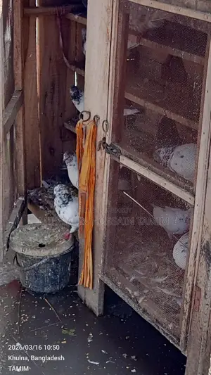 কবুতর বিক্রি হবে