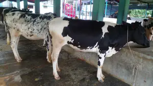 ১০৪৮নং অল্প দামে ৫টি বকনা কিনুন নিঃসন্ধেহে ।