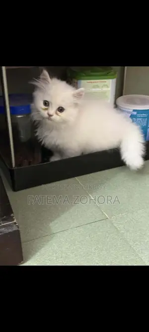 Persian Cat