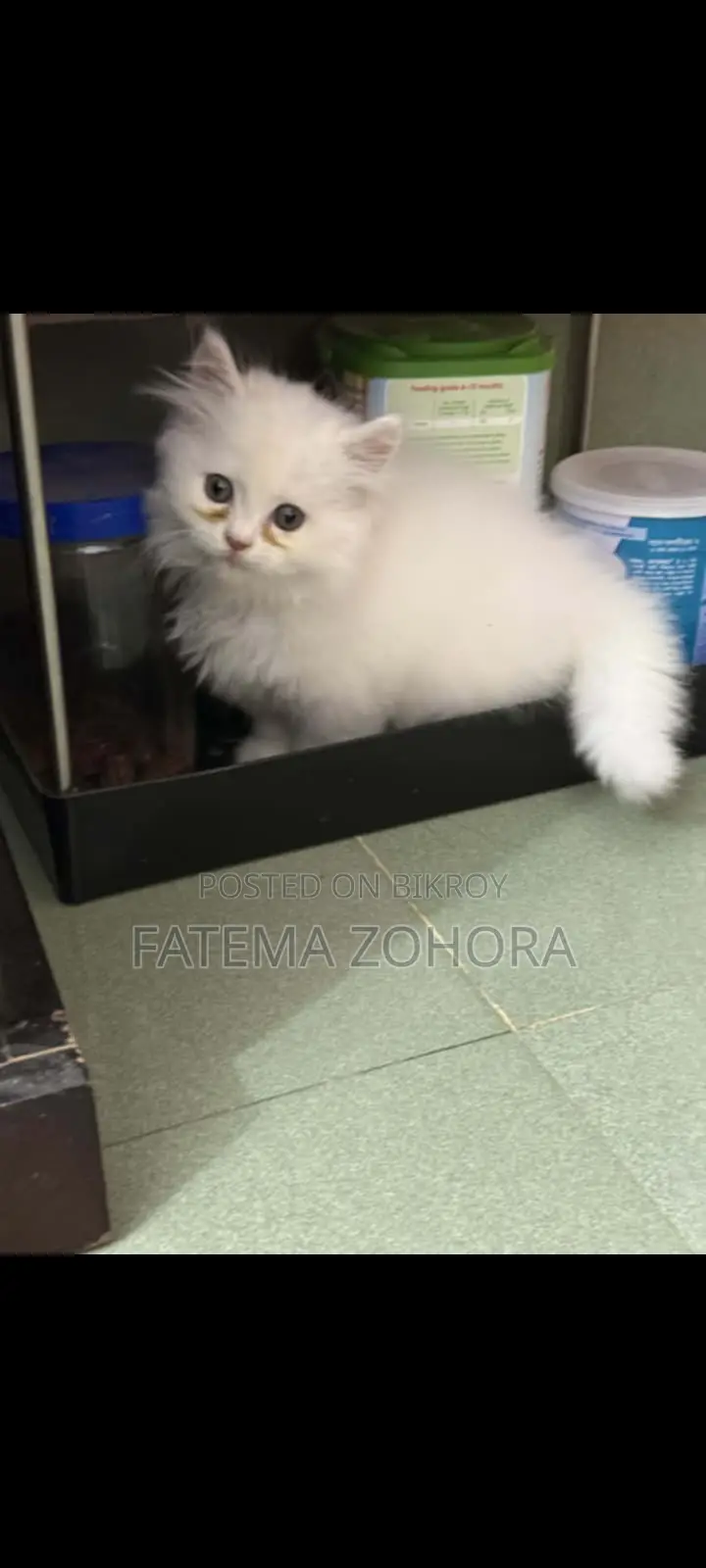 Persian Cat