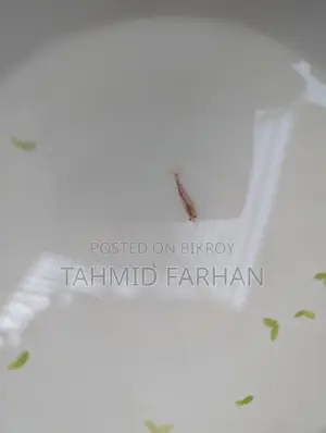 Red Cherry Shrimp