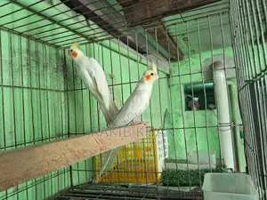 Cockatiel Bird