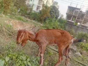 এই খাশিটি বিক্রয় হবে