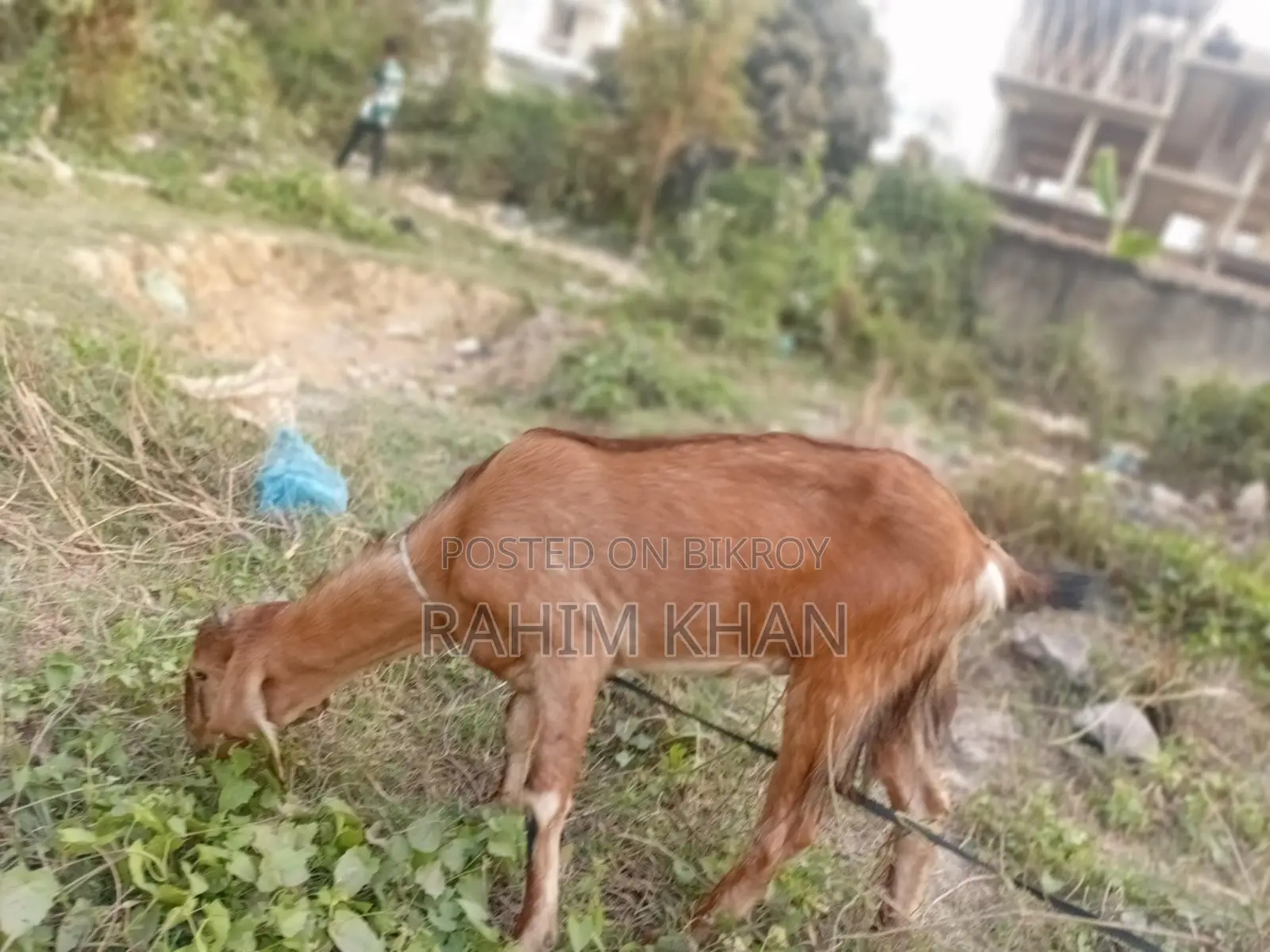এই খাশিটি বিক্রয় হবে