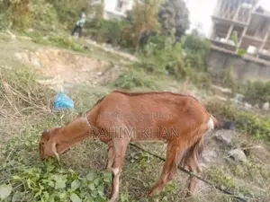 এই খাশিটি বিক্রয় হবে